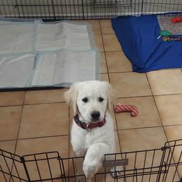 Golden Retriever Puppies from Danielle Kemper