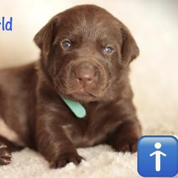 Light blue collar - Chocolate male Labrador Retriever puppy in Wallace, North Carolina from Maya's World Labradors with Love