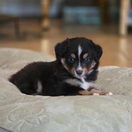 Sunday - Black tri female Miniature Australian Shepherd puppy in Harker Heights, Texas from Comfy Cozy Kennel