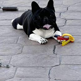 Chief - French Bulldog