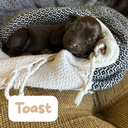 Toast - Chocolate male Labradoodle puppy in Lubbock, Texas from Lucky Labradoodles