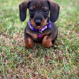 Dachshund Puppies from Royal Bloodline Canines