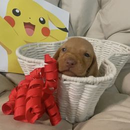 Vulpix - Golden rust male Vizsla puppy in Bloomington, Indiana from Envizion