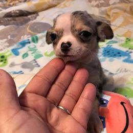 Chihuahua Puppies from Chilove Chihuahuas