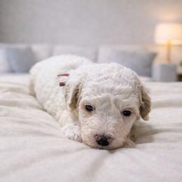 Waco - Cream male Goldendoodle puppy in Pittsburg, Texas from Grace Springs Goldendoodles