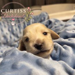 4th Born ee Cream - Cream male Dachshund puppy in Rochester, Washington from Curtiss Dachshunds