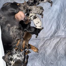 Dapple 3 - Dapple male Dachshund puppy in Magnolia, Texas from J&R Macias Dachshunds