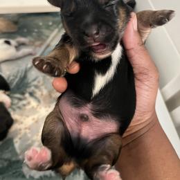 Homer traditional male - Black and tan male Yorkipoo puppy in Gastonia, North Carolina from Precious pups dynasty kennel