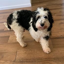Phoebe - Bernedoodle