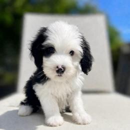 Ireland - Black and white female Sheepadoodle puppy in Rocky Point, North Carolina from CelticDoods