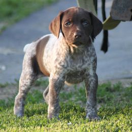 German Shorthaired Pointer Puppies from Mancandy German Shorthairs