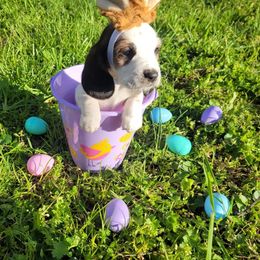 Basset Hound Puppies from Bassets of the Hollow