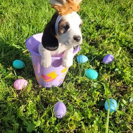 Basset Hound Puppies from Bassets of the Hollow