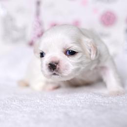 Pace - Cream and white female Shih Tzu puppy in Montrose, Colorado from Nana's Happy Pups