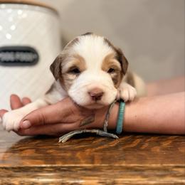 Sixes - Red merle male Miniature Australian Shepherd puppy in North Lakeport, California from Wild Rose Ranch