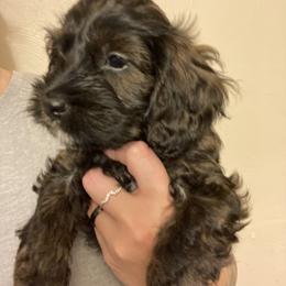 Cockapoo Puppies from Shimmer of Hope