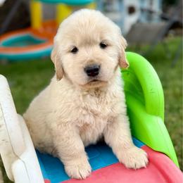 Ryder - Light golden male Golden Retriever puppy in Oregon from Bliss Retrievers