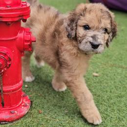 Edna - Merle female Saint Berdoodle puppy in Battle Ground, Washington from Mad Hatter Farms Saint Berdoodles
