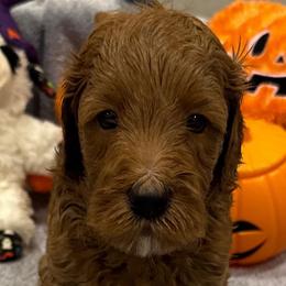 Scooby - Red  male Goldendoodle puppy in Maricopa, Arizona from AZ Designer Goldendoodles