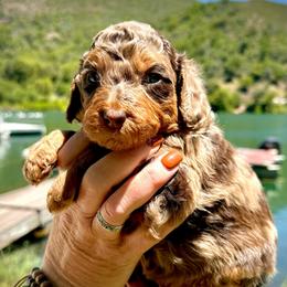 Tiana - Red merle female Aussiedoodle puppy in Upper Lake, California from Redwood Aussiedoodles