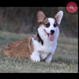 Aspen - Pembroke Welsh Corgi