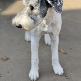 Julia - Gray and white Sheepadoodle puppy in Eleva, Wisconsin from Molly’s Doodles