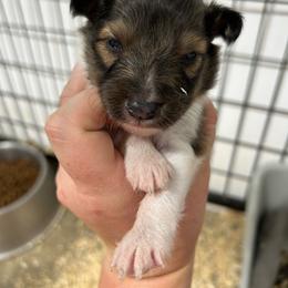 Peach - White and sable female Shetland Sheepdog puppy in Fontanelle, Iowa from Jensen Farms Shelties