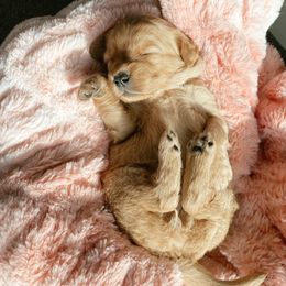 Aussiedoodle and Goldendoodle Puppies from Utah Faith Doodles