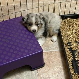 Australian Shepherd Puppies from Badlands Australian Shepherds