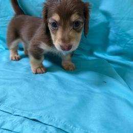 Naomi - Chocolate and cream female Dachshund puppy in Longview, Texas from Gee Dogs- Dachshunds and Bernedoodles