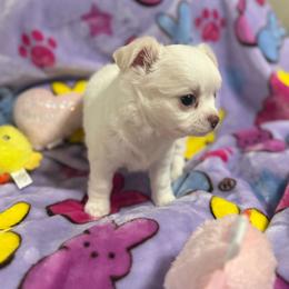 Pearl - Cream and white female Chihuahua puppy in Brooksville, Florida from Daystars Chihuahuas