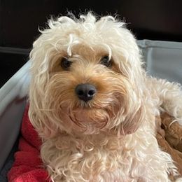 Cavapoos from Door County Cavapoos