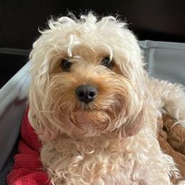 Cavapoos from Door County Cavapoos