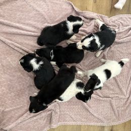 Border Collie puppies from Vowell Farm Border Collies