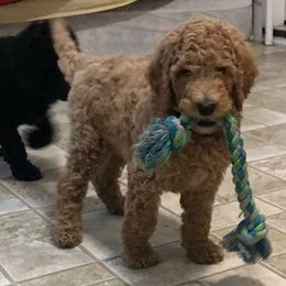 Labradoodle Puppies from Double B Doodles