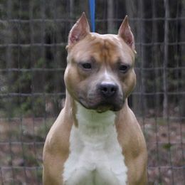 Willis - American Staffordshire Terrier