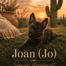 Black Brindle - Brindle female Cairn Terrier puppy in Centerville, Texas from Cedar Forrest Terriers LLC (Cairns & Australian Terriers)