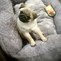 Pug Puppies from Triptych Kennels