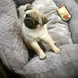 Pug Puppies from Triptych Kennels