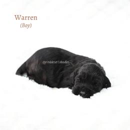 Warren - Black male Australian Labradoodle puppy in Hurricane, Utah from Red Desert Doodles