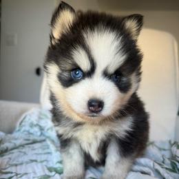 Girl 4 - Black and white female Pomsky puppy in Mesa, Arizona from Platinum Pomskies