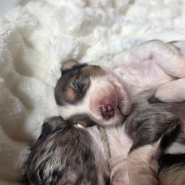 Beau - male Golden Mountain Doodle puppy in Palestine, Texas from KK's Doodle Bunch