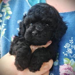 Louie- AKC Toy Poodle - Black male Poodle puppy in Falcon, Missouri from Cedar House Heritage Poodles | AKC Toy & Miniature Poodle Puppies Raised in Home