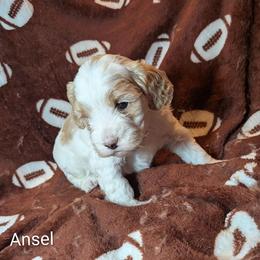 Ansel - Red and white female Cockapoo puppy in Sunset, Louisiana from Cano Cockapoos