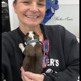 Blue Collar - Mahogany and white male Saint Bernard puppy in New Philadelphia, Ohio from Fletchers Saints