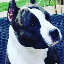 Kiwi - American Staffordshire Terrier