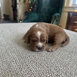 North Star - Ruby female Cavalier King Charles Spaniel puppy in Columbus Ga, Georgia from Sweet Southern Cavaliers and Chihuahuas