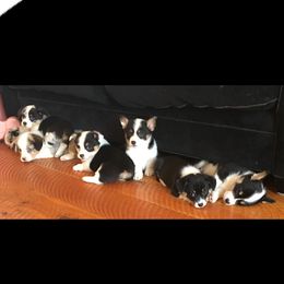 Pembroke Welsh Corgi Puppies from Just My Size Farmstead