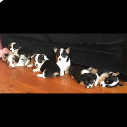 Pembroke Welsh Corgi Puppies from Just My Size Farmstead
