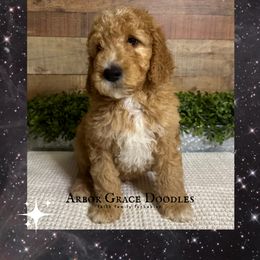 Han - Red  male Goldendoodle puppy in North Conway, New Hampshire from Arbor Grace Doodles